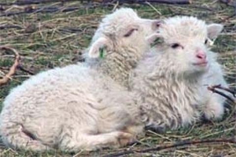 Zwei Schafskinder beim Schmusen