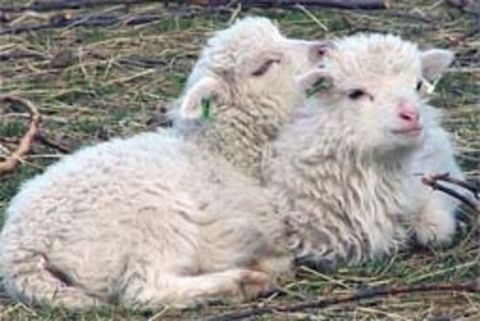 Zwei Schafskinder beim Schmusen